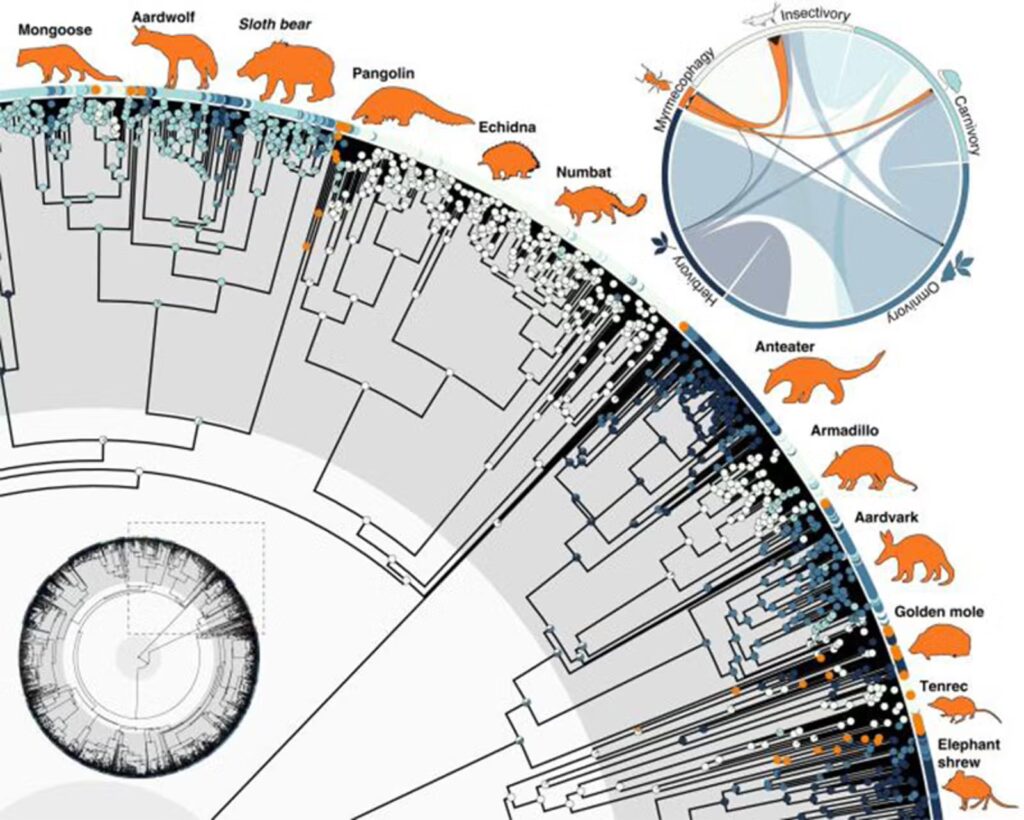 A mammal family tree schematic, assembled by researchers, breaking down the diets of myrmecophages’ ancestors