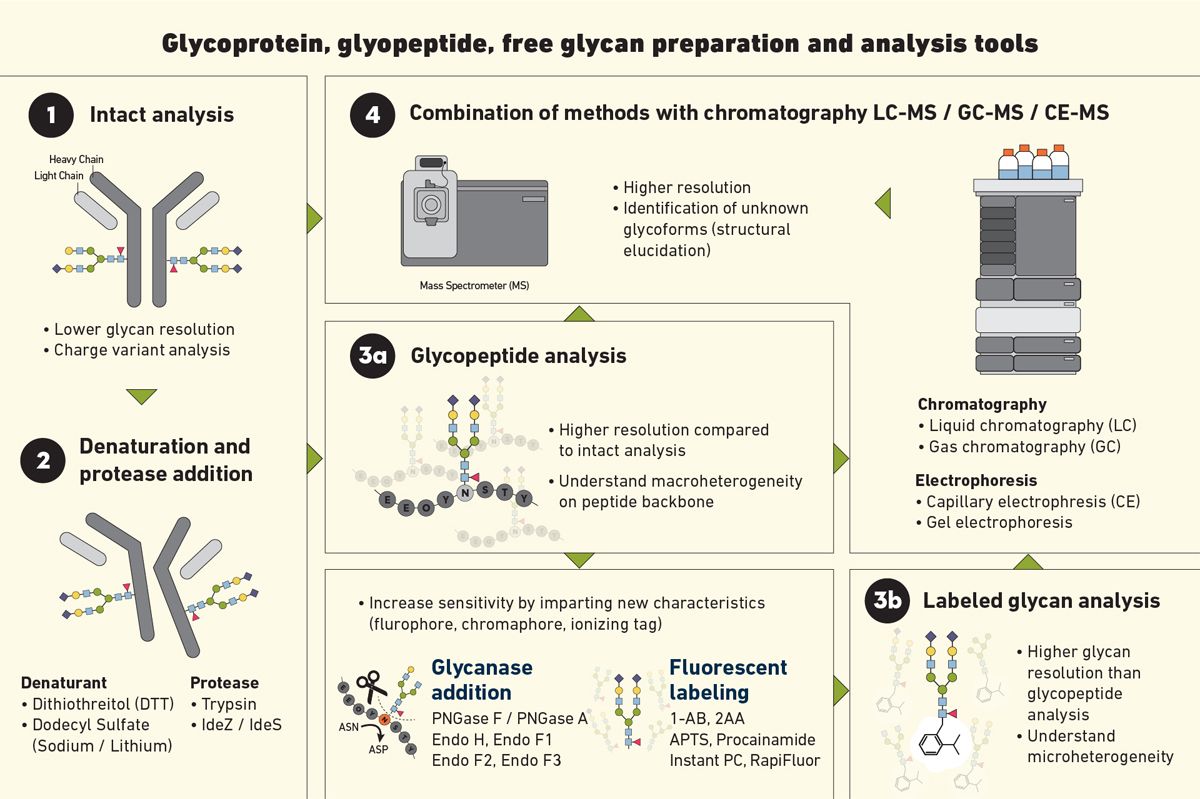Figure 2. Examples of some of the methods used for glycan analysis, including intact analysis, glycopeptide analysis and labeled glycan analysis. Flowchart showing glycoprotein and glycan analysis methods including chromatography and labeling.