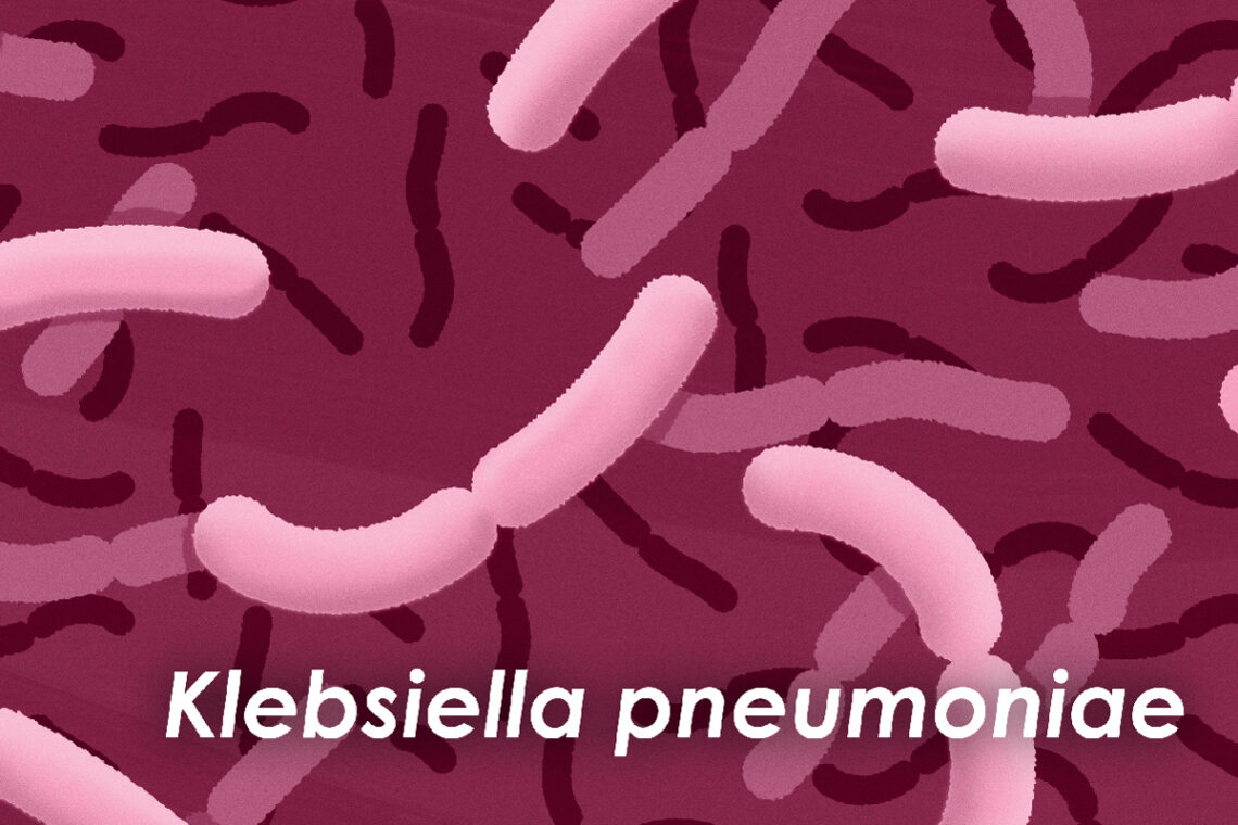 Graphic depicts the rod-shaped bacteria in pink on a red background.