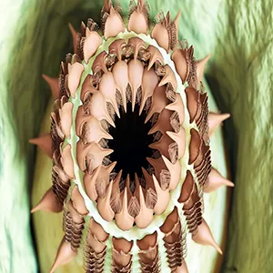A new species of priapulids, also known as penis or cactus worms, which were widespread during the Cambrian but are nearly extinct today. The Grand Canyon priapulid had hundreds of complex branching teeth, which helped it sweep food particles into its extensible mouth. Due to the size of the fossil and its exotic rows of teeth, the researchers named this new animal Kraytdraco spectatus, after the krayt dragon, a fictional creature from the Star Wars universe. Credit: Rhydian Evans