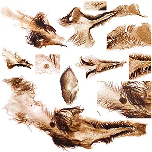 A treasure trove of exceptionally preserved early animals from more than half a billion years ago has been discovered in the Grand Canyon, one of the natural world's most iconic sites. The rich fossil discovery – the first such find in the Grand Canyon – includes tiny rock-scraping mollusks, filter-feeding crustaceans, spiky-toothed worms, and even fragments of the food they likely ate. Credit: Mussini et al.