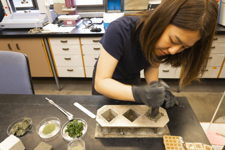 A researcher presses cement into one of three metal molds. Three petri dishes containing seaweed samples sit on the table next to the molds.