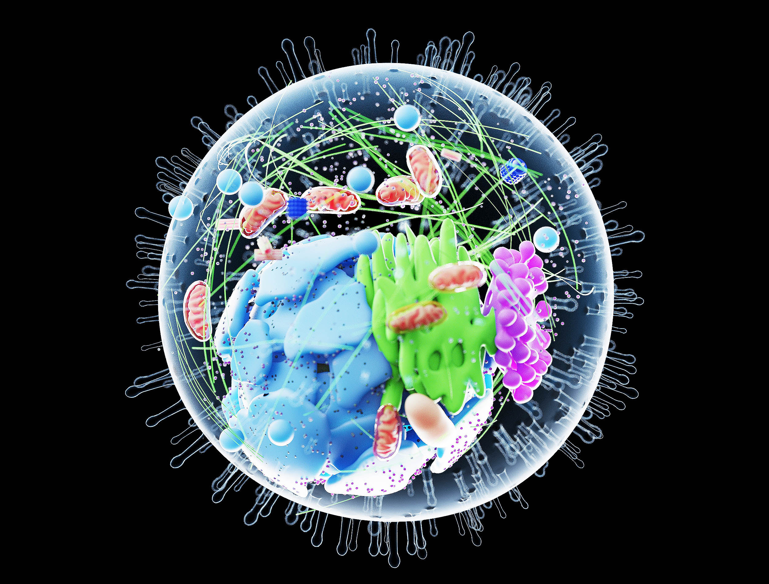 Scientists discover a new organelle inside human cells