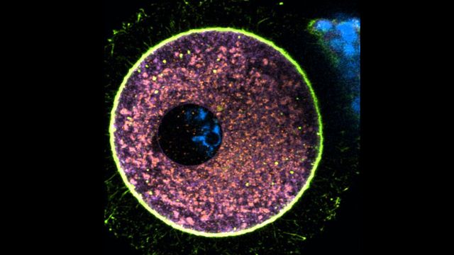 Human Egg Cells Power Down To Protect Themselves