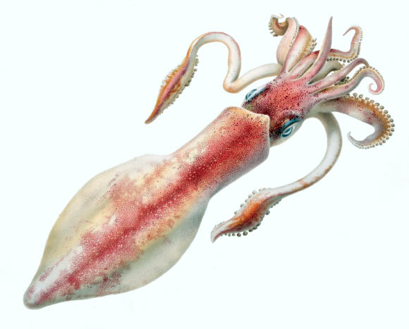 Study: Squids Originated and Rapidly Radiated by 100 Million Years Ago