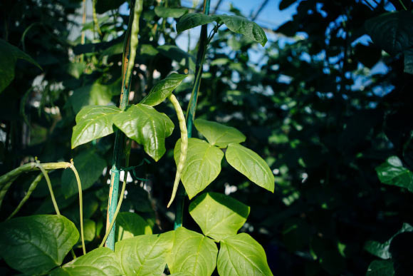 Biologists Uncover How Plants Sense Heat during Day