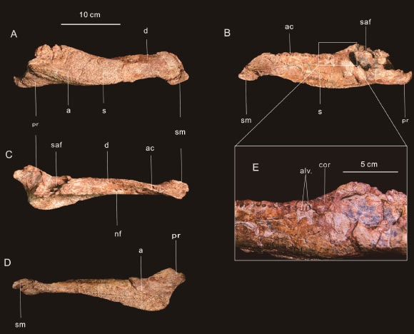 Right mandible of Zhongyuansaurus junchangi. Image credit: Zhang et al., doi: 10.19800/ j.cnki.aps.2023037.