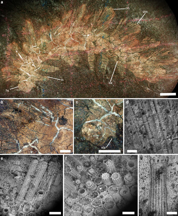 Palaeocampa anthrax from Mazon Creek Lagerstätte. Image credit: Knecht et al., doi: 10.1038/s42003-025-08483-0.