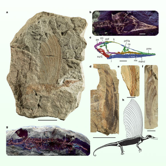 The anatomy of Mirasaura grauvogeli. Image credit: Spiekman et al., doi: 10.1038/s41586-025-09167-9.