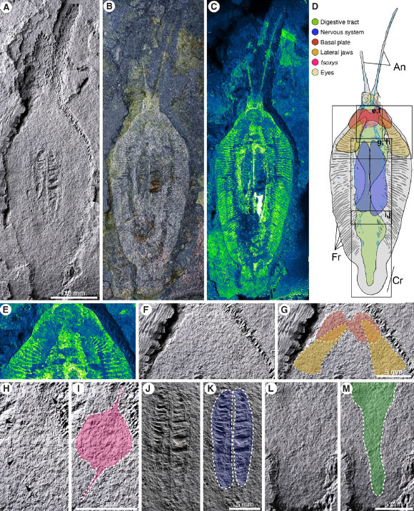 Nektognathus evasmithae, holotype. Image credit: Vinther et al., doi: 10.1126/sciadv.adu6990.