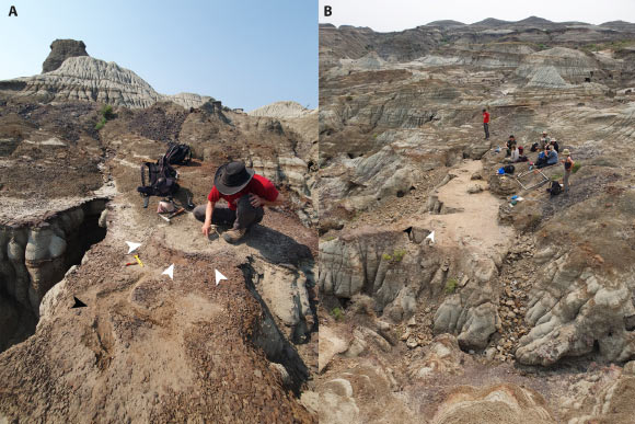 Views of the Skyline Tracksite shortly after discovery (A) and following excavation (B). Image credit: Bell et al., doi: 10.1371/journal.pone.0324913.