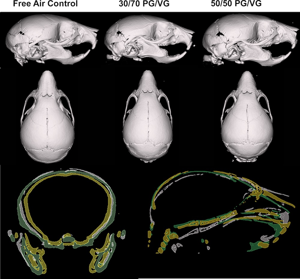 3D scans of the three mice pup skulls, showing side-view and top-view, labelled from left to right, free air control, 30/70 pg/vg, 50/50 pg/vg
