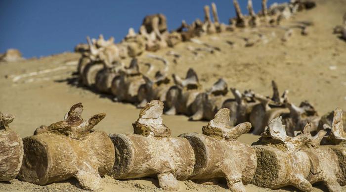 Fossils in Sahara Desert reveal whales once had feet and toes