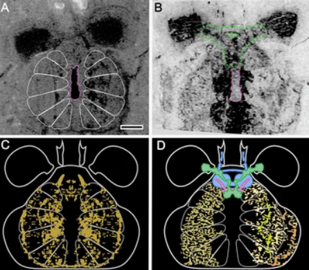 4 images of the fossil in different lighting with lines drawn on top.