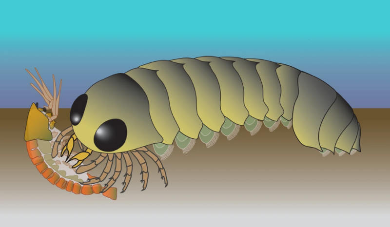 Cartoonish image of a creature with a multi-part hard shell and legs in the front attacking another creature.