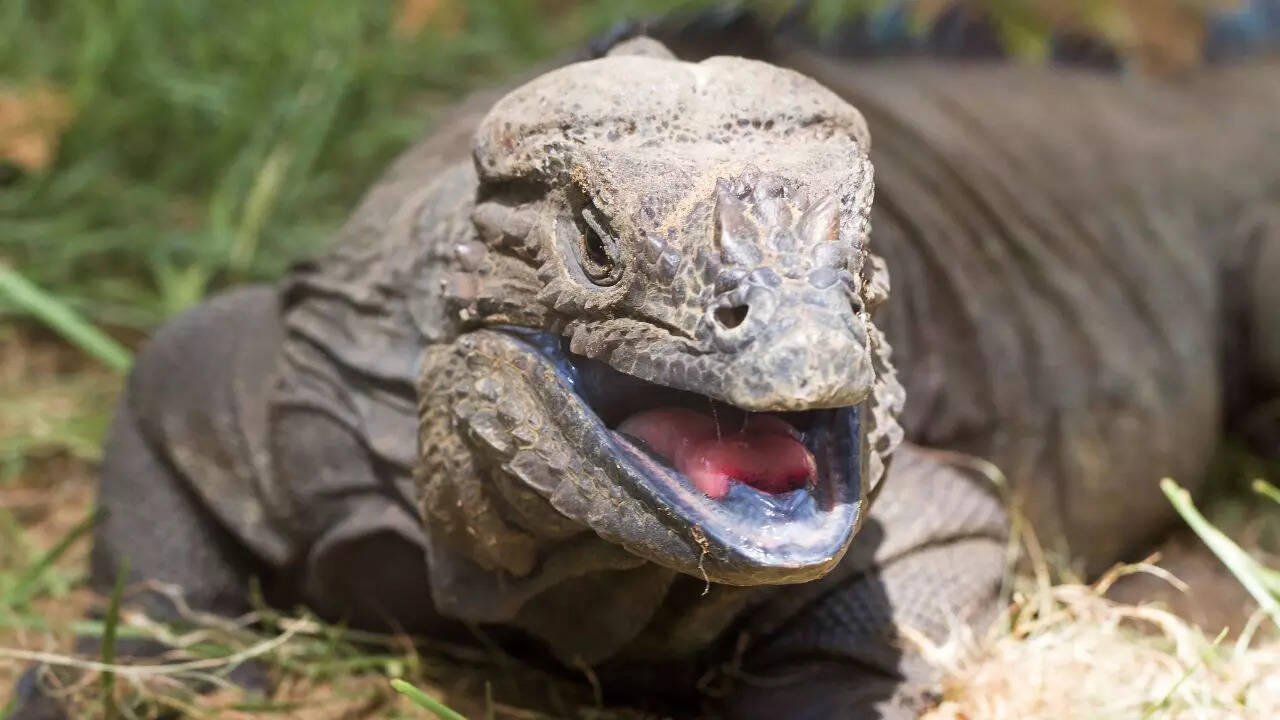 monitor lizard