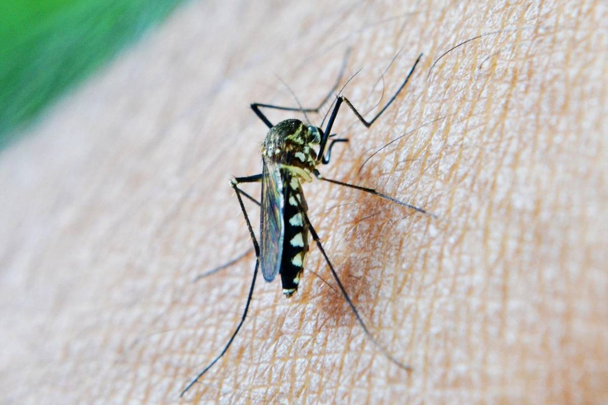 Arboviral Disease Risks Accelerate in 2025 — Vax-Before-Travel