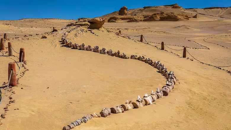 Whale fossils with legs found in Egypt’s desert reveal evolutionary secret