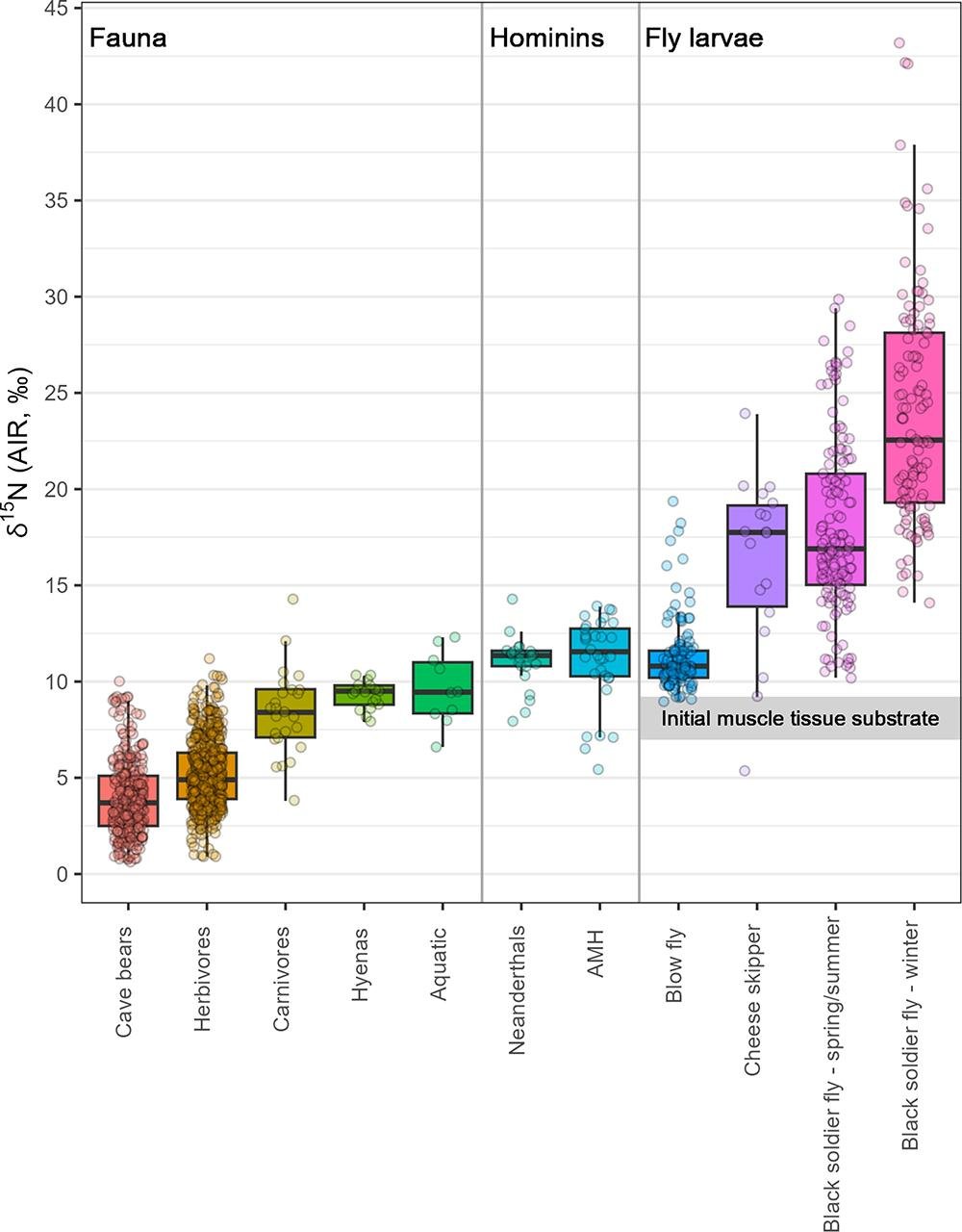 Neanderthals ate maggots and fermented meat, not just fresh meat, challenging hypercarnivore theory