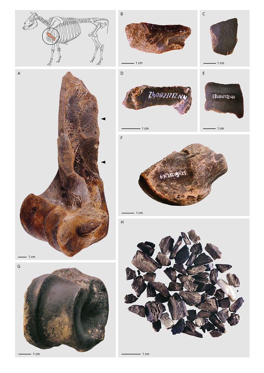 Neanderthals operated prehistoric “fat factory” 125,000 years ago on German lakeshore, study finds