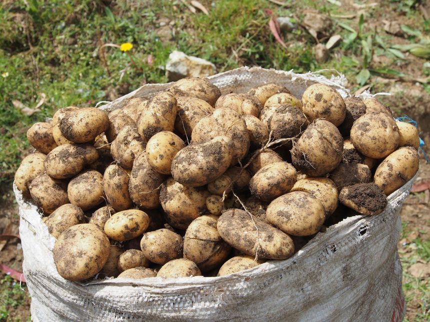 Many different potato varieties are endemic to Peru.