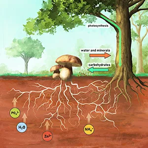 Fungal networks help plants communicate and sometimes play "referee" to settle disputes