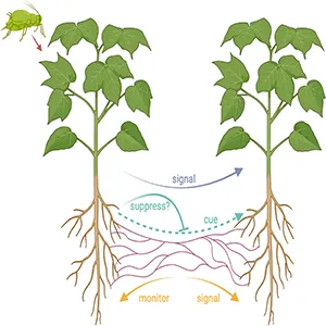 Hypotheses for information transfer in plant–fungal networks. Two plants are connected via a mycorrhizal network. One plant is under attack (e.g., by aphids), and this information may be transferred via the mycorrhizal network to the other plant, allowing it to up-regulate its defense mechanisms. There are three hypotheses regarding how this information is transferred: (blue) signaling by the attacked plant; (cyan) cues, which are potentially vulnerable to suppression by the attacked plant; and (orange) monitoring and signaling by the mycorrhizal network. Credit: PNAS
