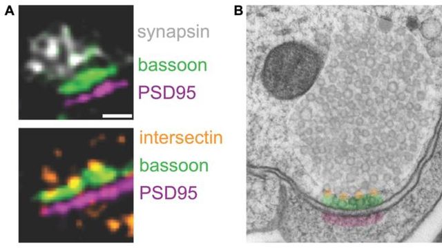 Intersectin Controls Brain Cell Communication Timing