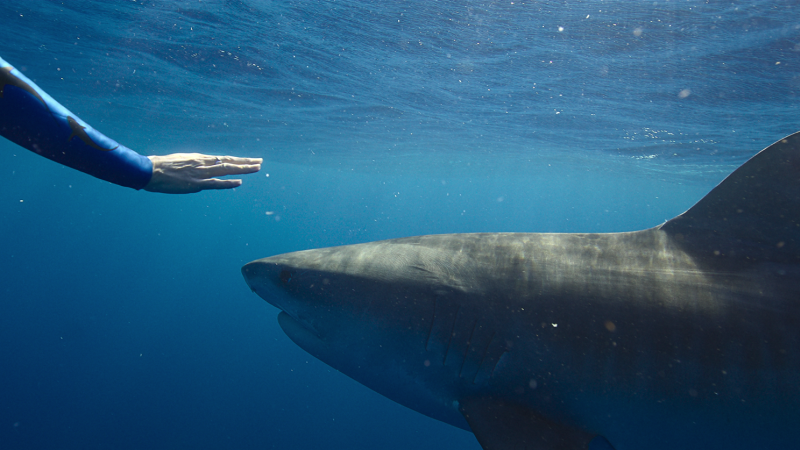 ‘Shark Whisperer’ is the latest controversial entertainment to swim into our shark obsession