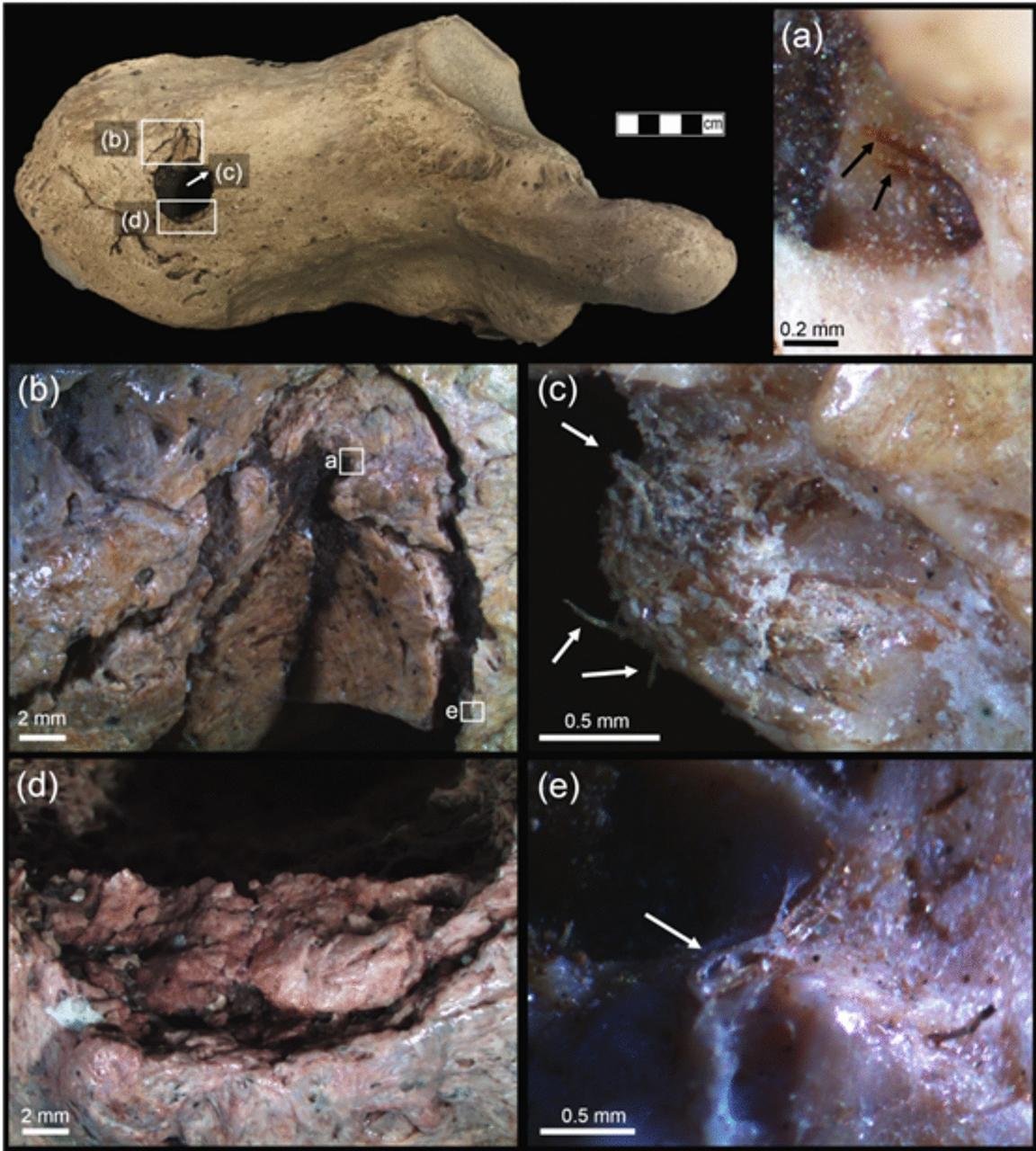 Ancient sloth bone from Uruguay shows signs of possible human-inflicted trauma 33,000 years ago