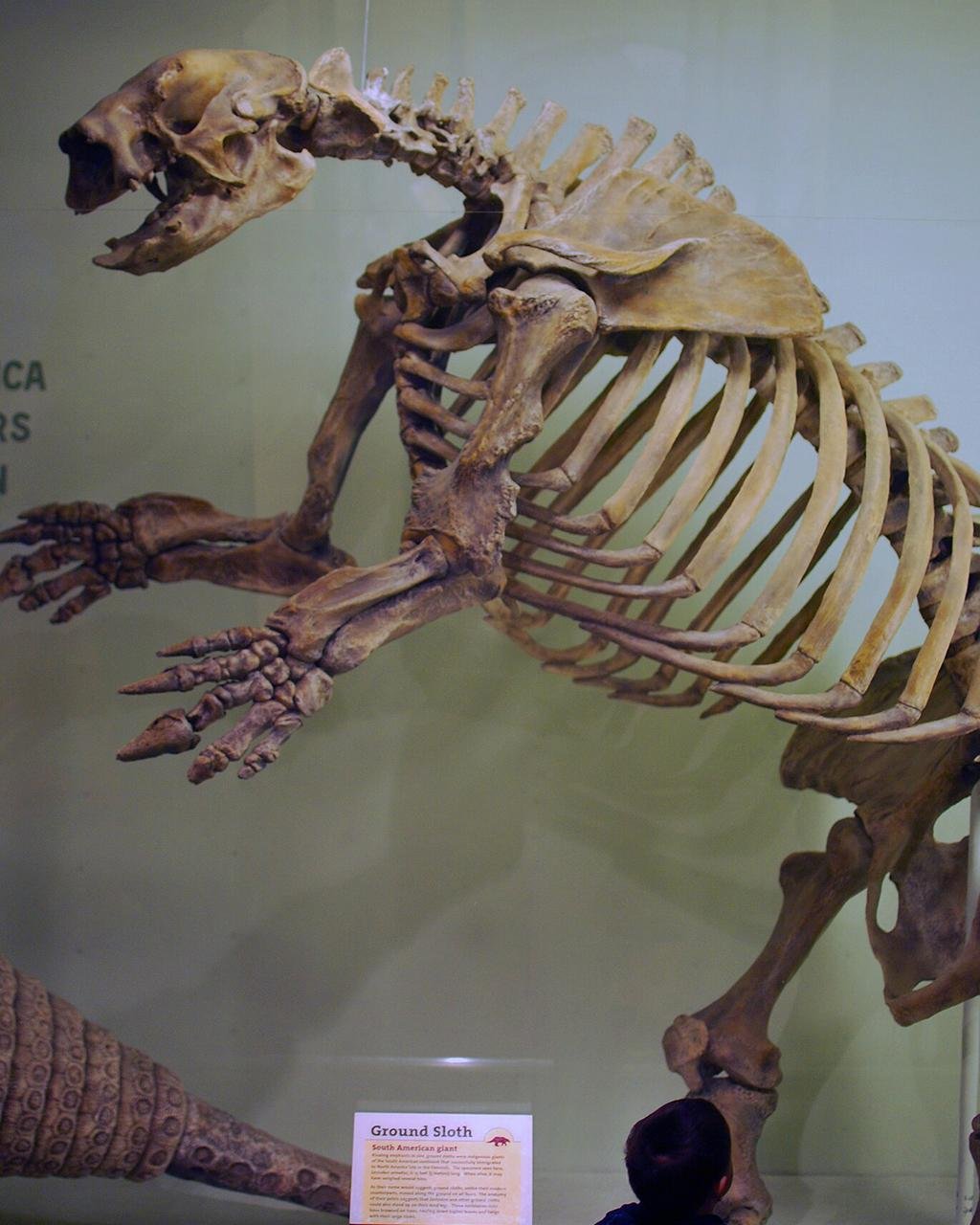 Ancient sloth bone from Uruguay shows signs of possible human-inflicted trauma 33,000 years ago