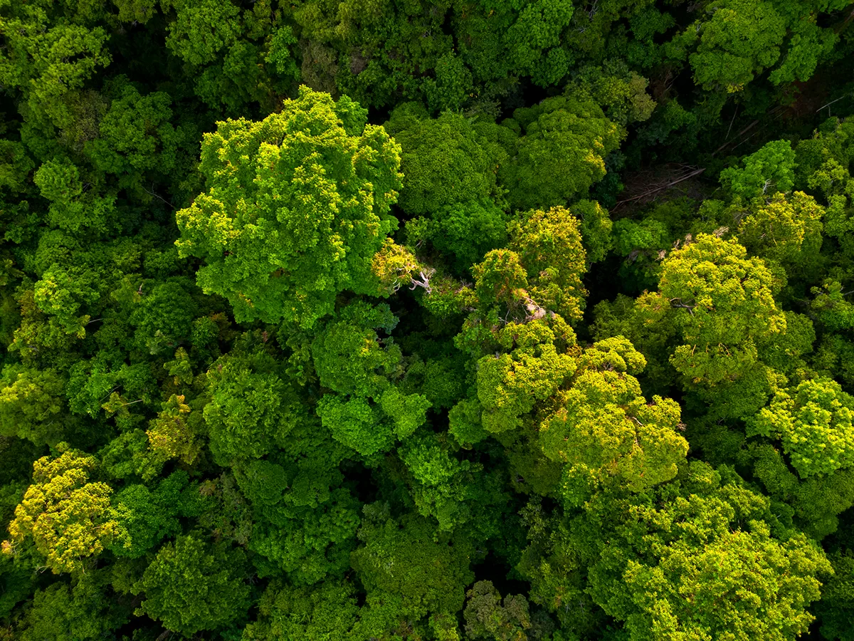 Trees – and wood – are likely very rare in the Universe. Credit: Jordan Siemens / Getty Images