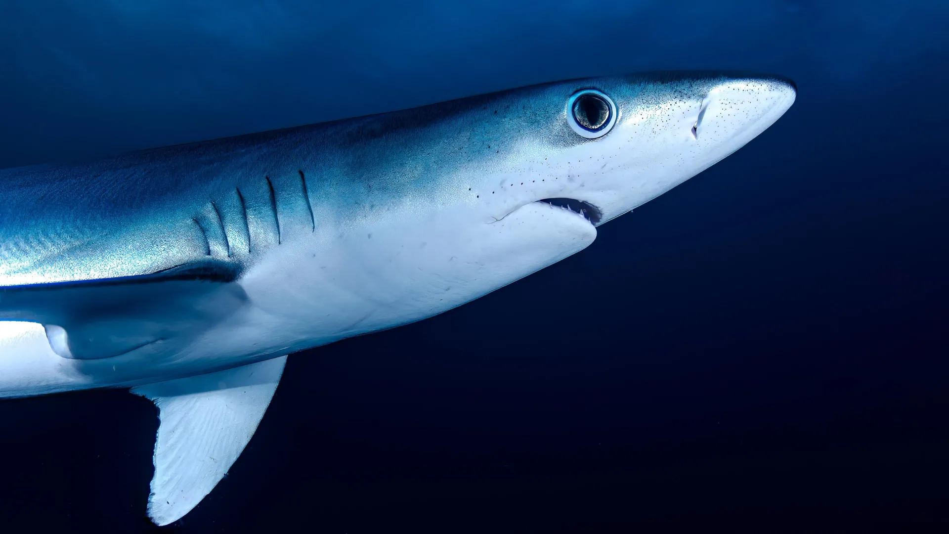 This shark can change color — thanks to hidden nano mirrors in its skin