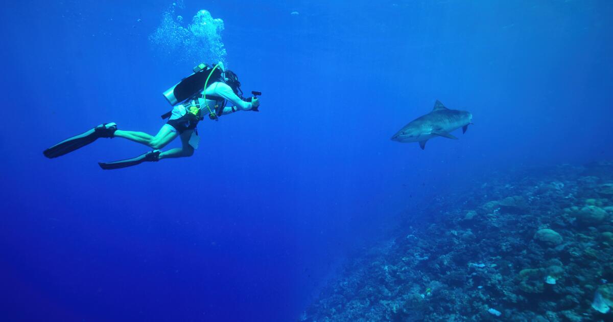 ‘All the Sharks’ review: The friendliest competitive shark show