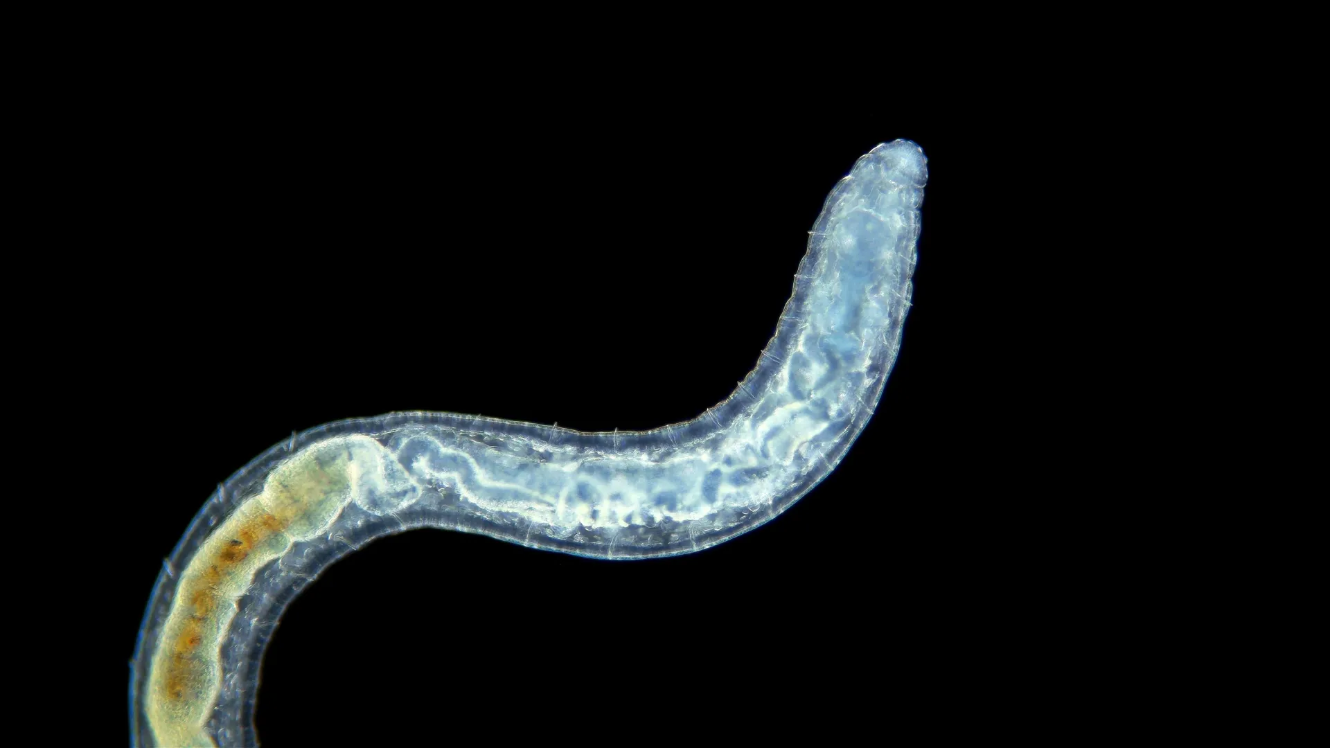 Scientists starved worms — then discovered the switch that controls aging