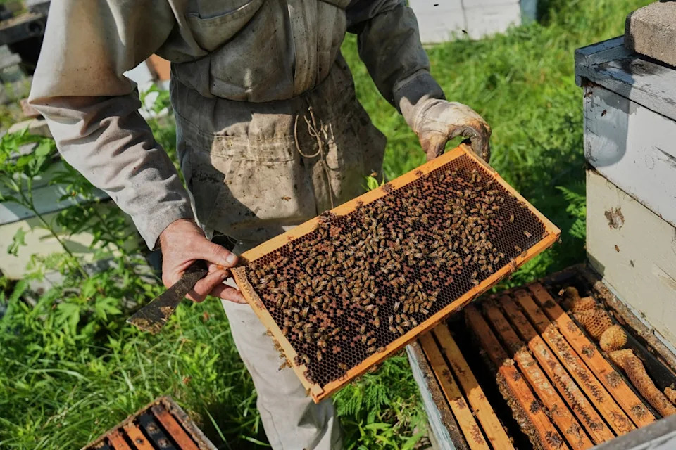 Bee populations are falling as intensive agriculture and climate change strip away flowers (Copyright 2025 The Associated Press. All rights reserved)
