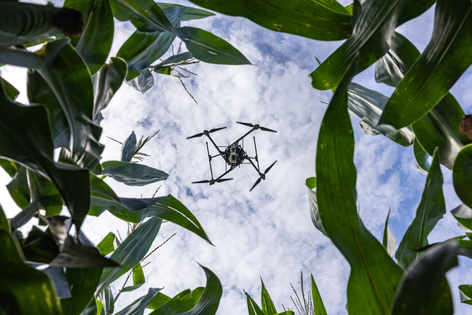 A drone flying over corn plants.
