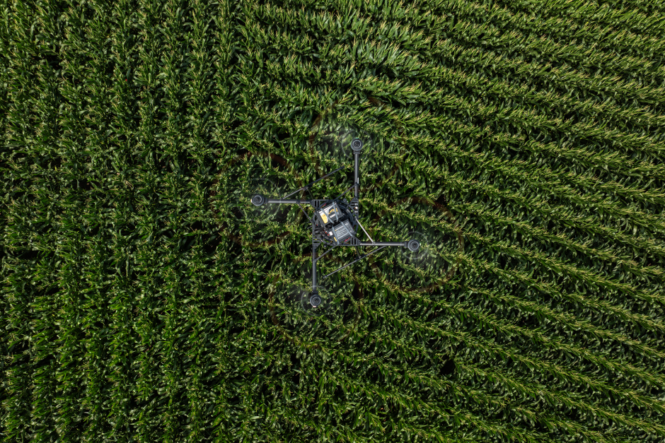 A drone flying over corn plants.
