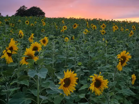 Kate Mackay Field of sunflowers below a pink and purple sky at sunset