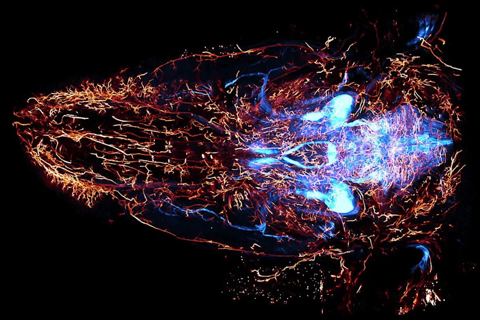 Visualization of cranial nerves in a 3D view of nerve and vasculature in a mouse head