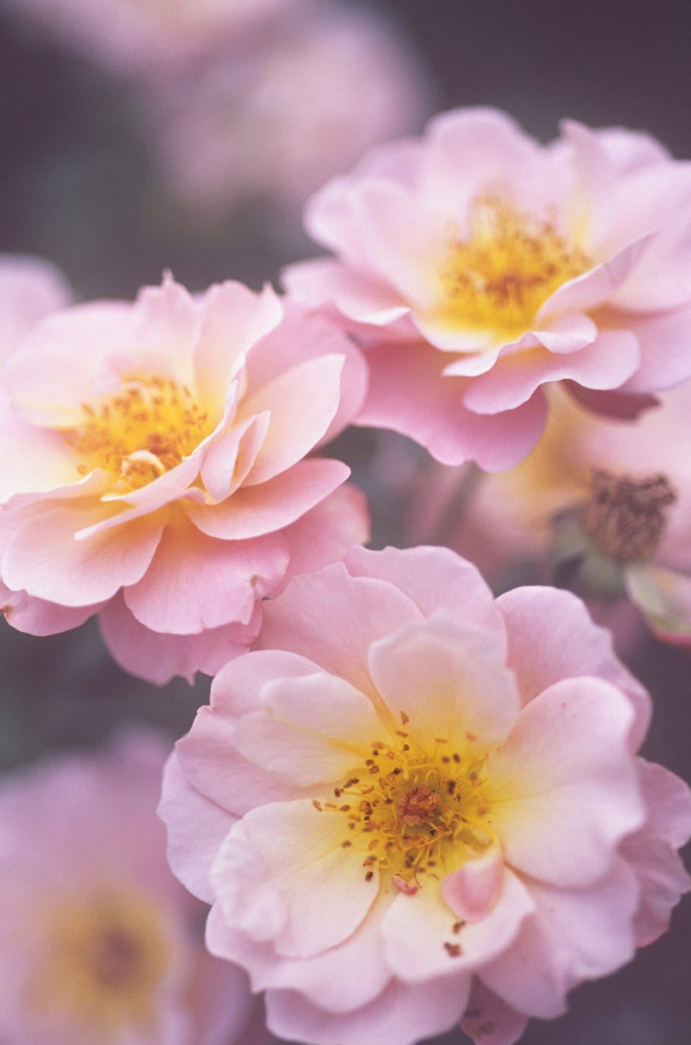 Rose. Rose.