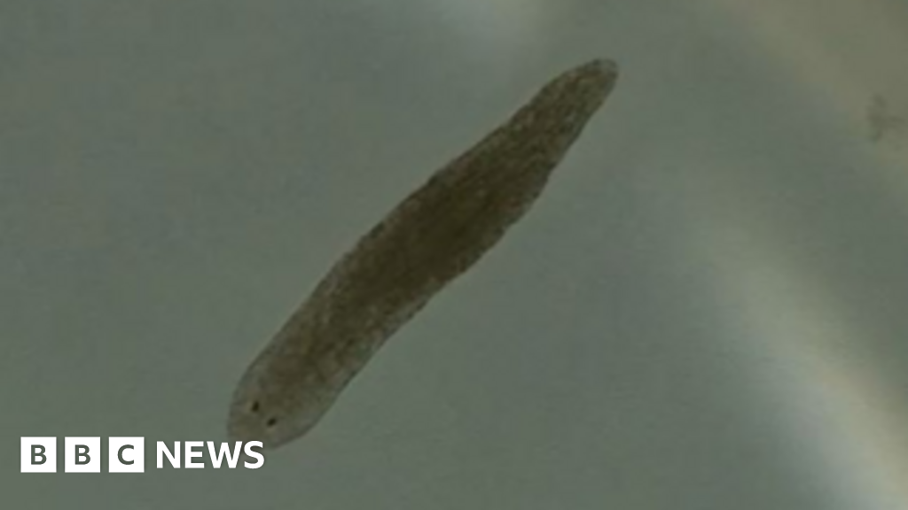 flatworms could help treat schizophrenia