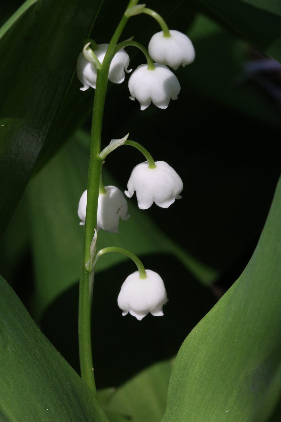 Lily Of The Valley Lily Of The Valley