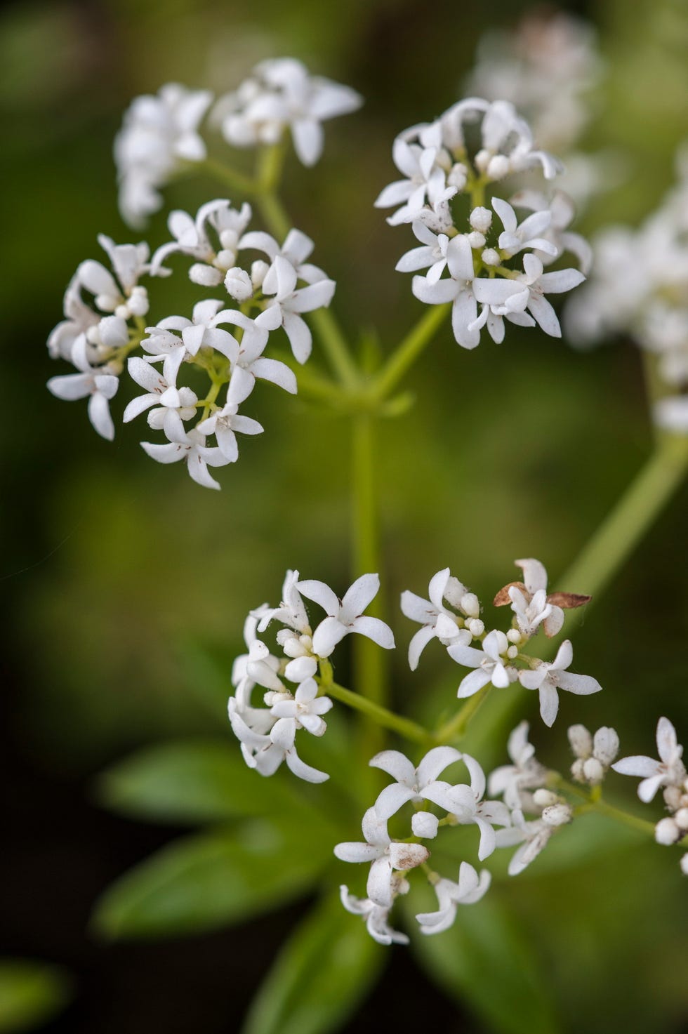Sweet woodruff Sweet woodruff