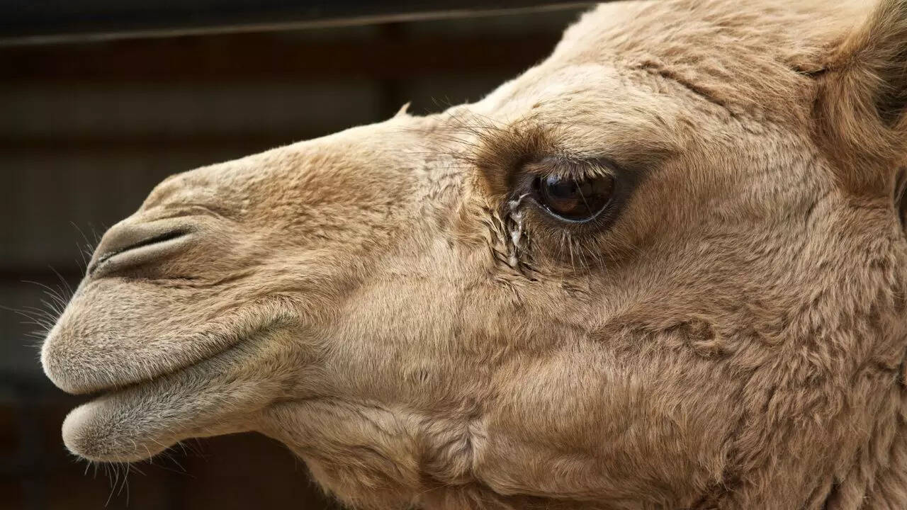 Can camel tears neutralize the poison of thousands of snakes?​