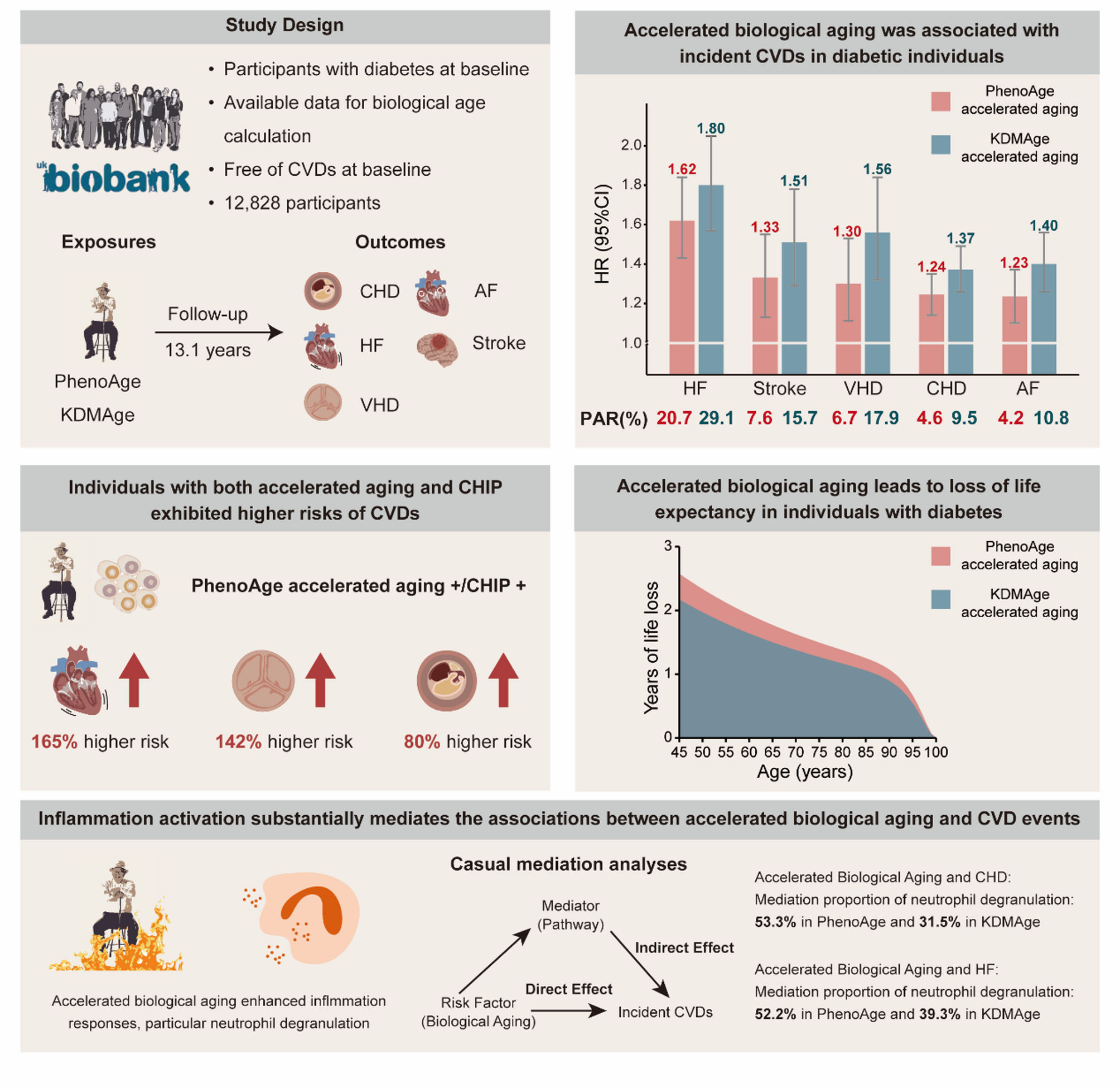 Biological aging and incident cardiovascular diseases in individuals with diabetes: insights from a large prospective cohort study | Cardiovascular Diabetology