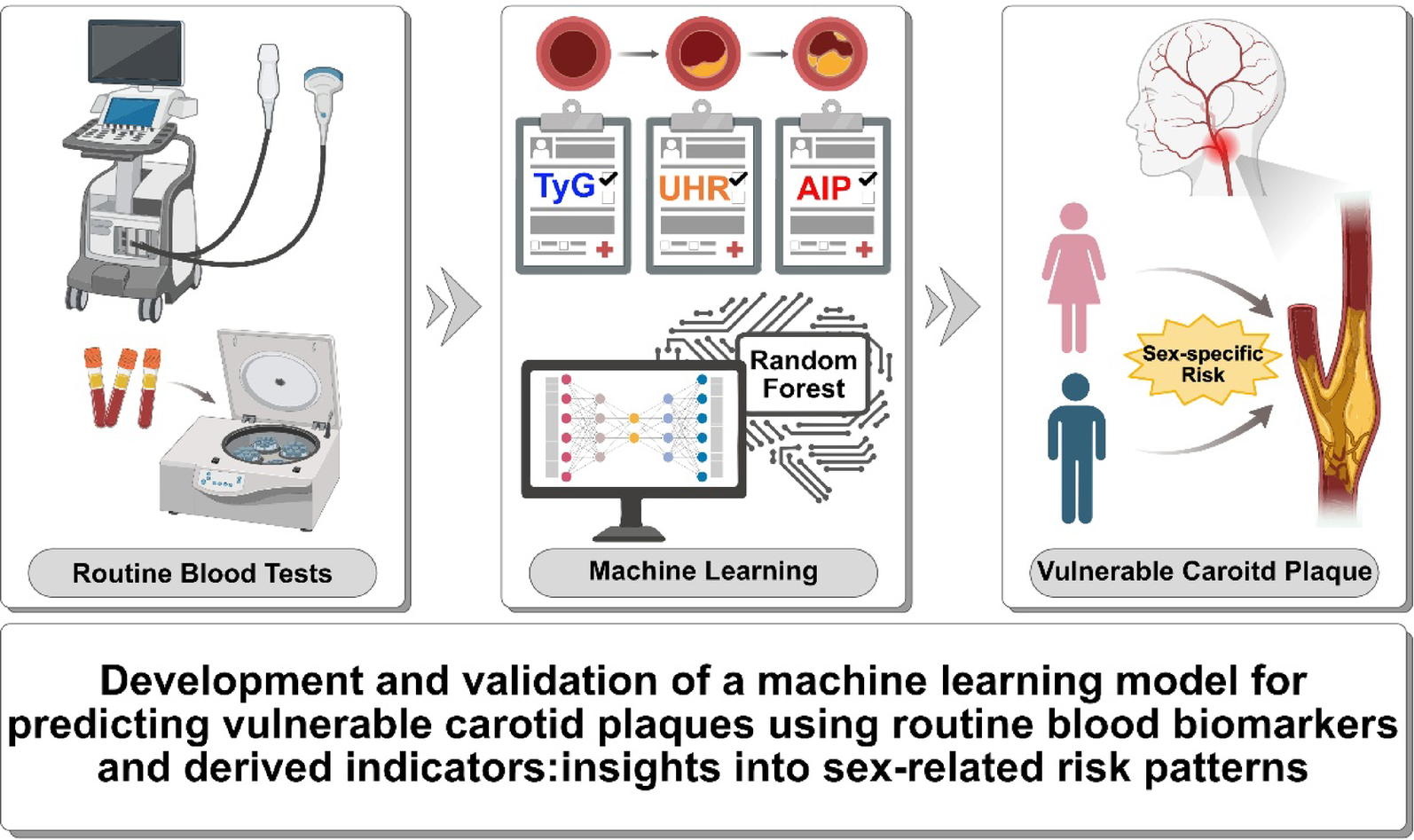 Development and validation of a machine learning model for predicting vulnerable carotid plaques using routine blood biomarkers and derived indicators: insights into sex-related risk patterns | Cardiovascular Diabetology