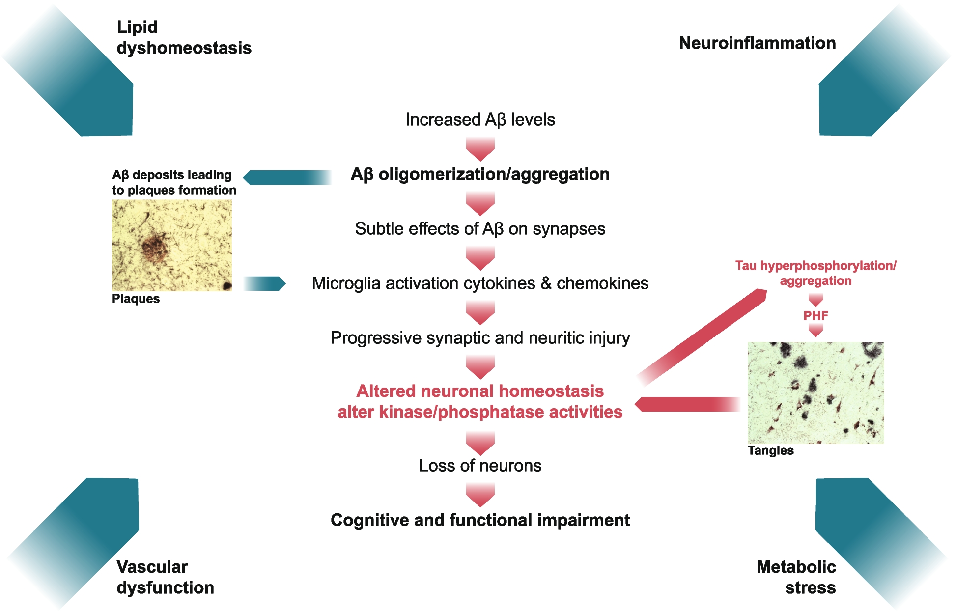 A manifesto for Alzheimer’s disease drug discovery in the era of disease-modifying therapies | Molecular Neurodegeneration