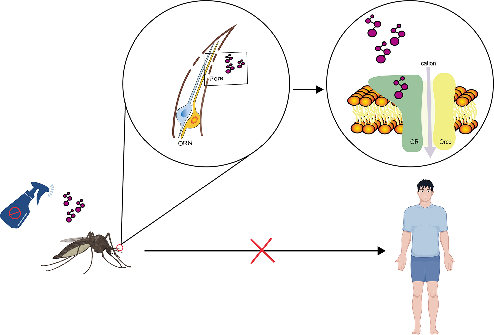 The chemosensory world of mosquitoes: olfactory receptors and their role in blocking mosquito-borne disease transmission | Parasites & Vectors