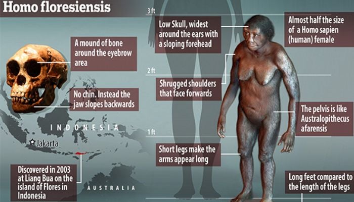 Characteristics of hobbit humans